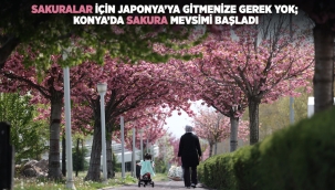 SAKURALAR İÇİN JAPONYA'YA GİTMENİZE GEREK YOK; KONYA'DA SAKURA MEVSİMİ BAŞLADI 