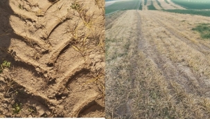 YUNAK'TA ÇİFTÇİYE BÜYÜK DARBE: ARPA TARLASINA ATILAN İLAÇ ÜRÜNÜ YOK ETTİ