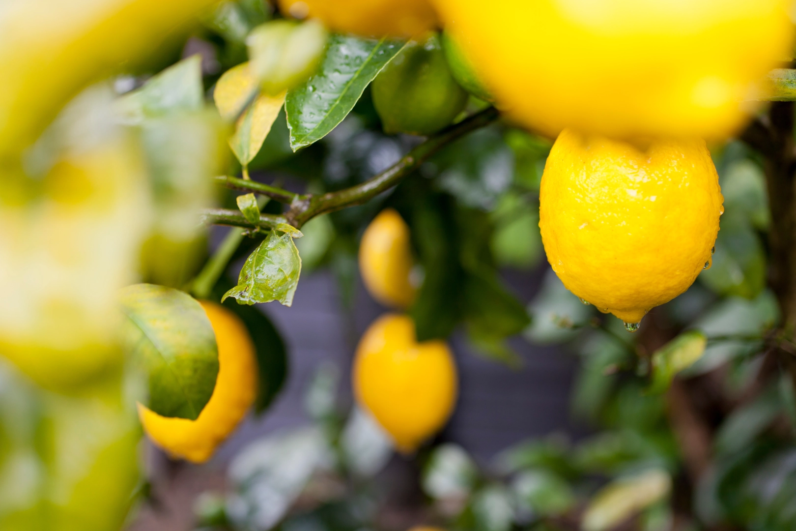 Türkiye'nin limon ihracatı 22 yılda 2,5 kat arttı